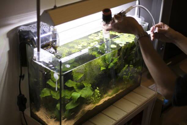水槽掃除