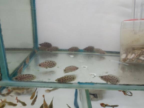 クテノポマ稚魚