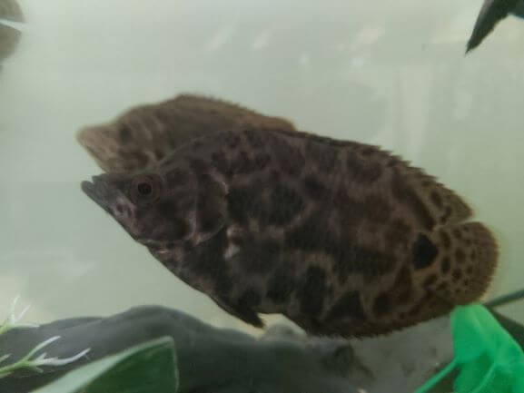 クテノポマ2二匹