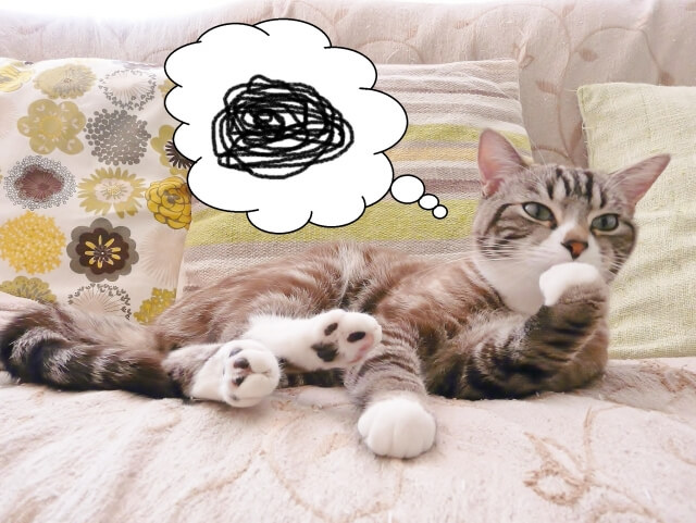 困る猫