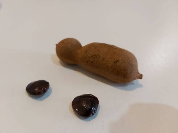 タマリンド種イメージ