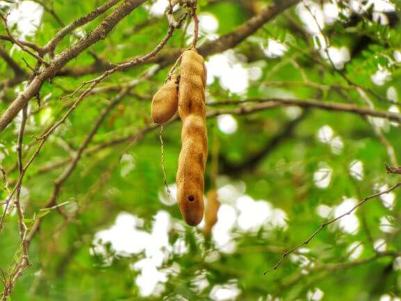 タマリンドの木イメージ