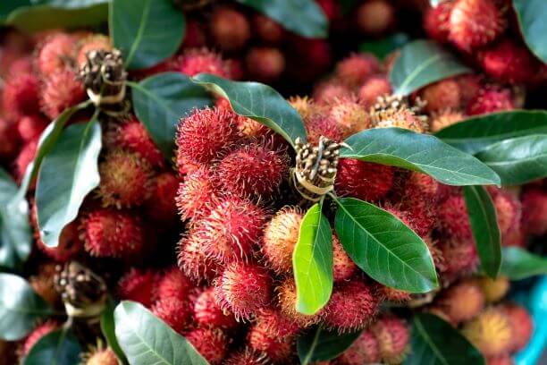 Rambutan ランブータン とは 食べ方は おいしいの